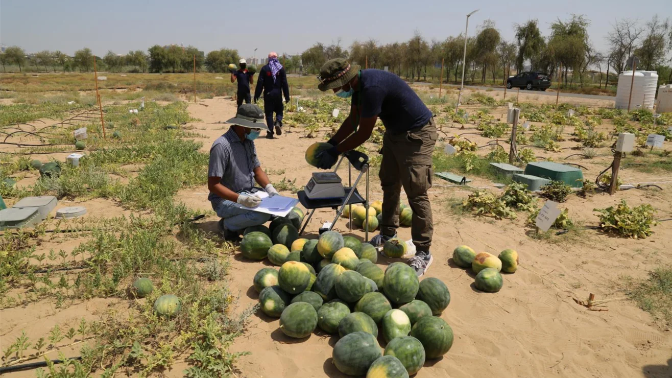 A group weighing and recording harvested watermelons