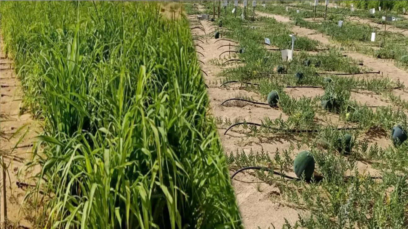 Crop growth beside sandy ground in a field trial